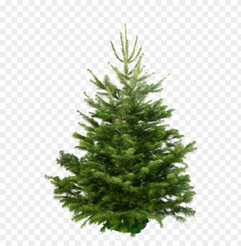 fir-tree background - sapin naturel Isolated Artwork in HighResolution Transparent PNG