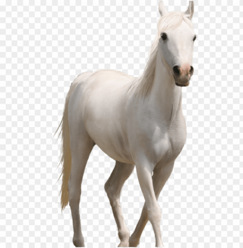 Fire Hd Source - Horse PNG Files With Clear Background Variety