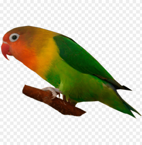 Fischers Lovebird - Lovebird PNG Image With Transparent Isolated Graphic