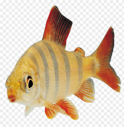 Fish PNG For Mobile Apps