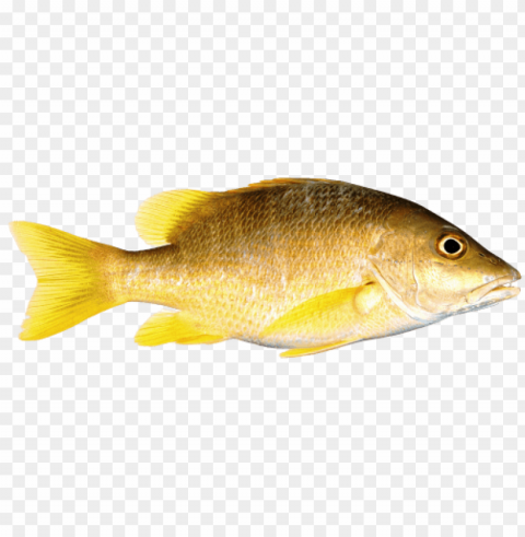 fish PNG transparent photos mega collection