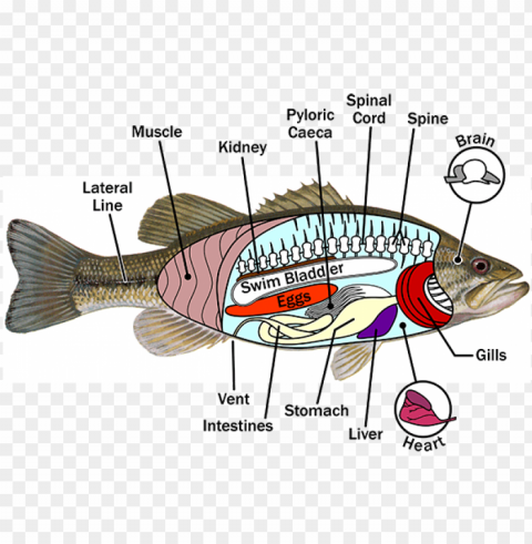 fish anatomy - anatomy of a fish PNG transparent designs