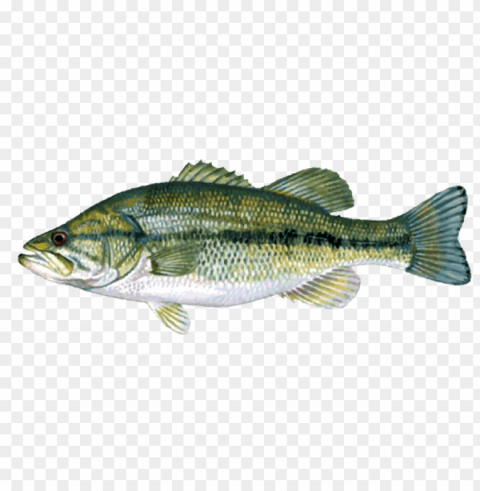 fish - bass fishing full moon lure Free transparent PNG PNG transparent with Clear Background ID ce5887e6