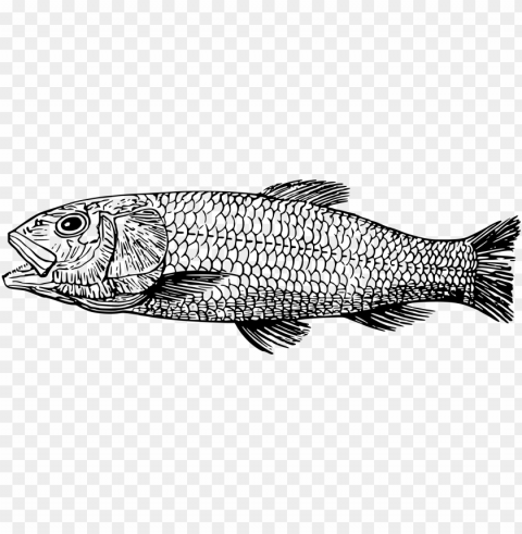 fish drawing PNG transparent vectors PNG transparent with Clear Background ID 63455d04