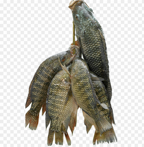 fish for all - mushi fish in kerala Clean Background Isolated PNG Illustration