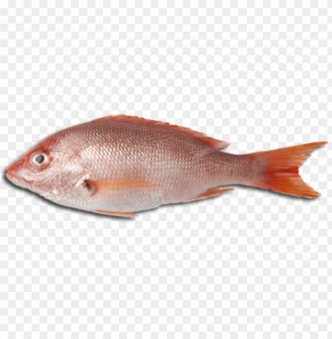 fish meat Isolated PNG on Transparent Background