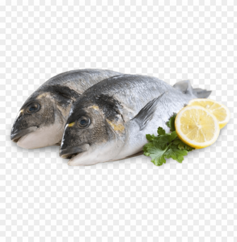 fish meat Isolated Subject in HighResolution PNG