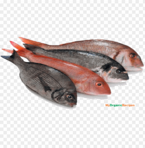 fish meat Isolated Subject in Transparent PNG PNG transparent with Clear Background ID 0c5bc286