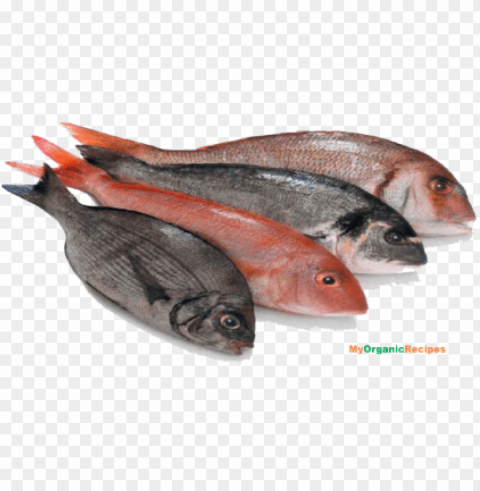 Fish Meat Isolated Subject In Transparent PNG