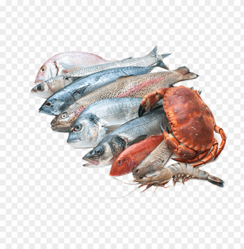 fish meat Isolated Subject in Transparent PNG Format