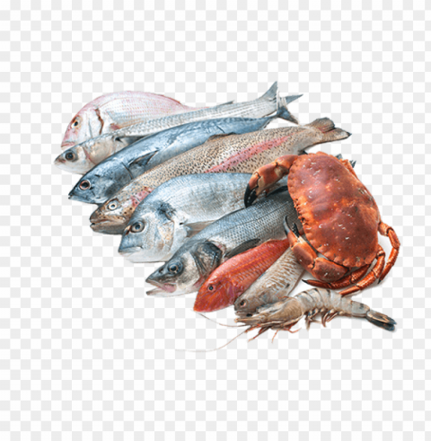 Fish Meat Isolated Subject In Transparent PNG Format