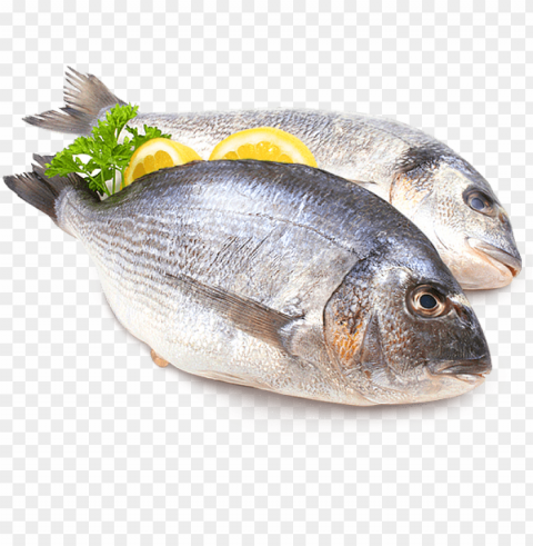 fish meat PNG art