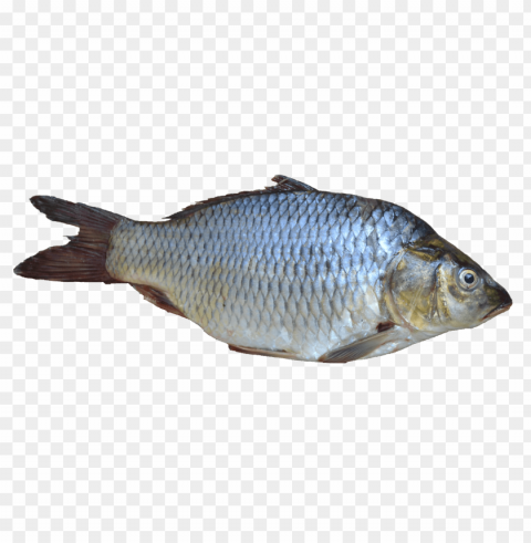 fish meat PNG clear images