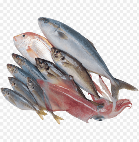 Fish Meat PNG Images Without Licensing