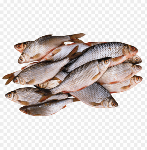 fish meat PNG Object Isolated with Transparency