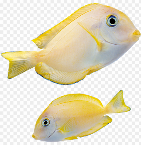 fish - marine fish PNG transparent elements complete package