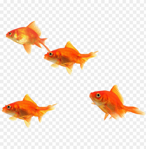 fish school clip art stock - fish images hd PNG download free