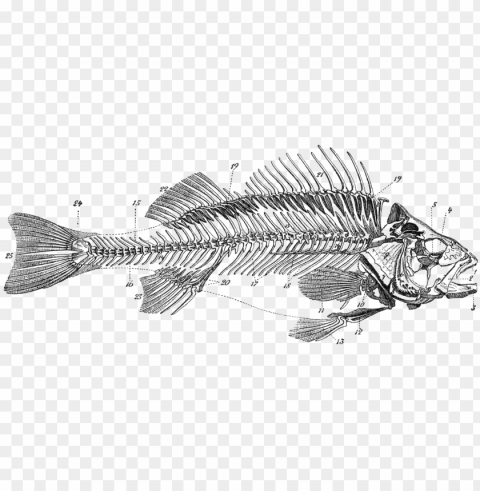 fishes skeleton bone anatomy dead transprent - fisch skelett beschriftet Isolated Object on Transparent Background in PNG