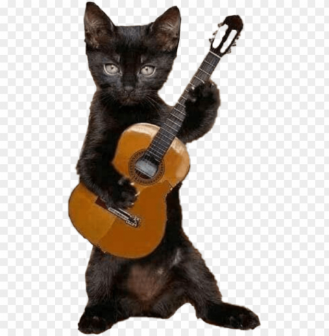 flamenco cat Isolated Artwork in HighResolution Transparent PNG