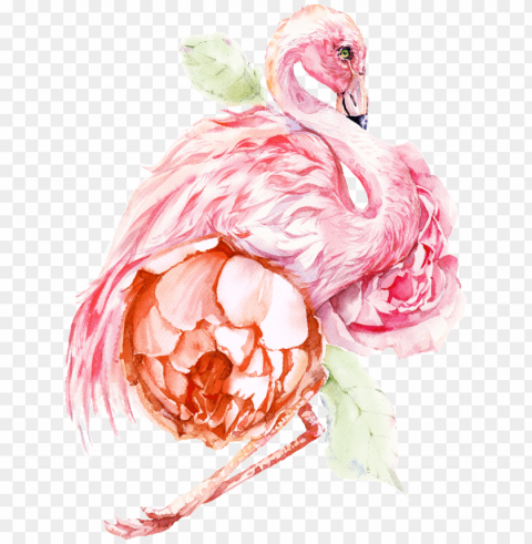 flamingo Transparent PNG stock photos