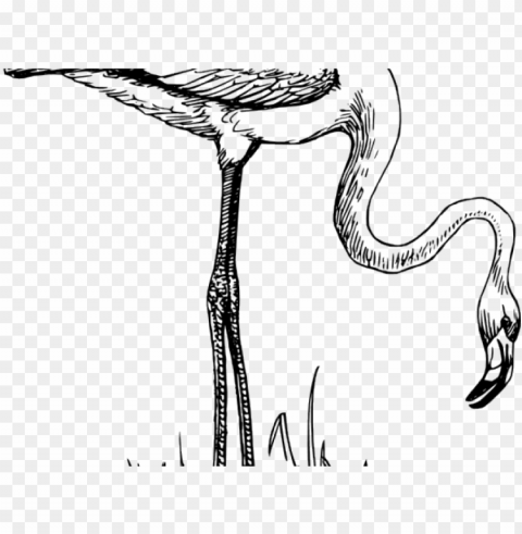 Flamingo Bird Black And White Clear PNG Photos