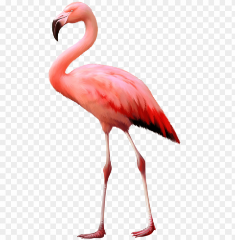 flamingo background image - flamingo isolated Clear PNG