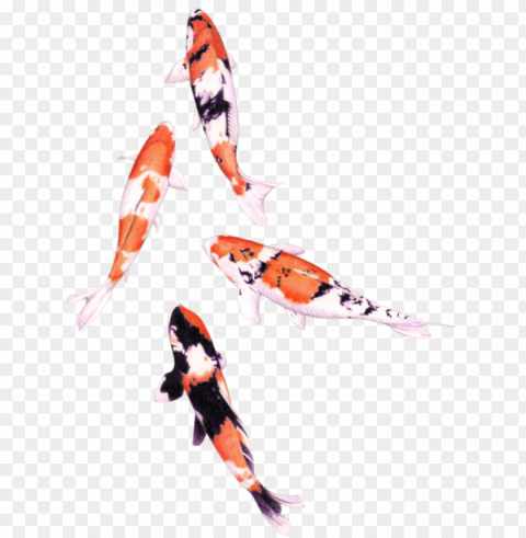floating koi - koi fish drawing watercolor PNG pictures with no backdrop needed