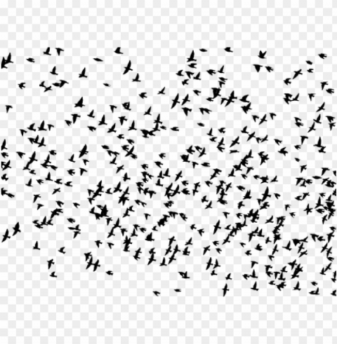 flock birds animals flying - flock of birds flying silhouette HighQuality Transparent PNG Isolated Object