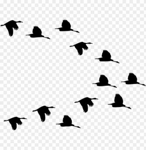 flock ducks birds animals flying - ducks flying silhouette PNG cutout