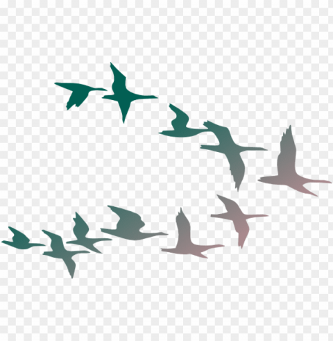 flock of birds Transparent Background PNG Isolated Design