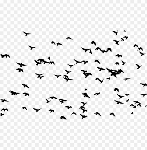 flock of birds silhouette PNG files with no background free