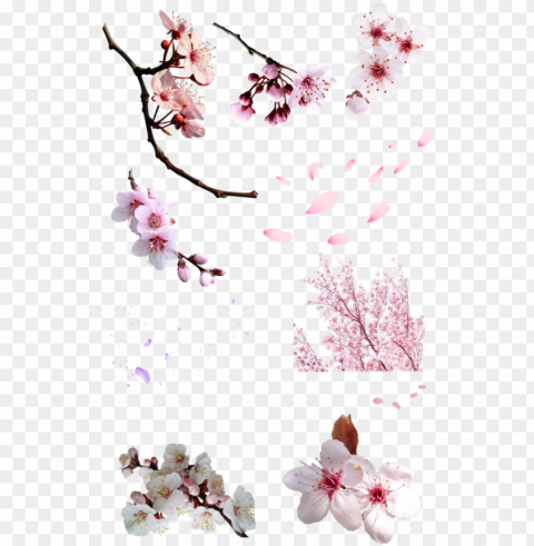 flor sakura - flor cerezo ClearCut PNG Isolated Graphic