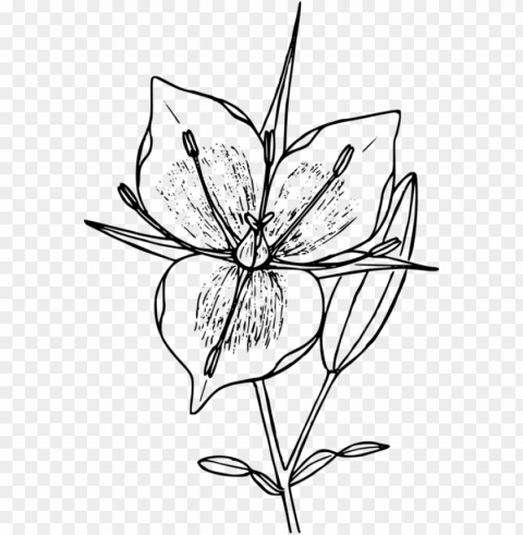floral design drawing flower line art computer icons - mariposa black and white drawi PNG graphics with clear alpha channel broad selection