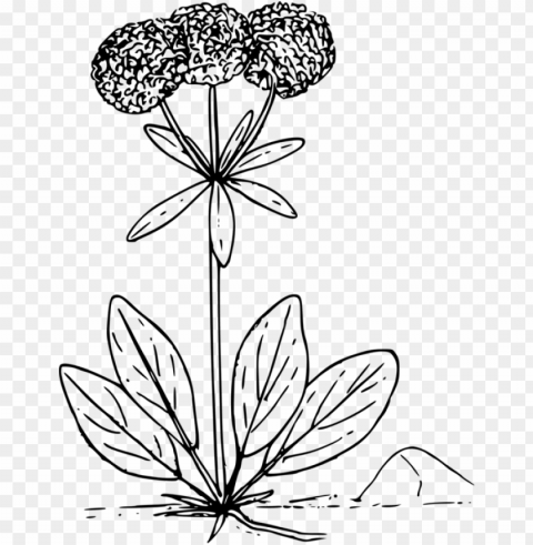 floral wildflower drawing - wild flower vector PNG design