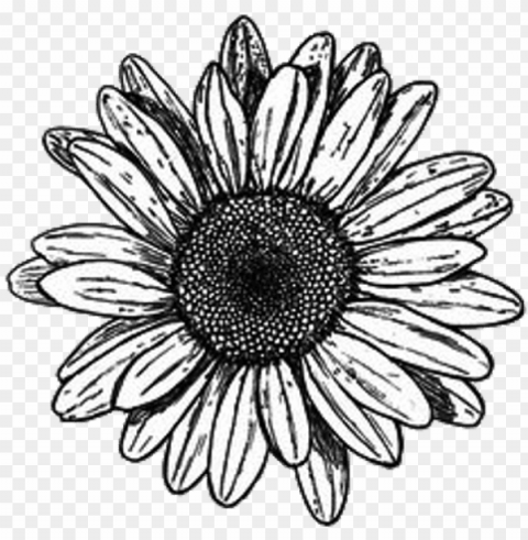 flower blavkandwhite drawing tumblr margarita love - flores tumblr blanco y negro High-quality transparent PNG images