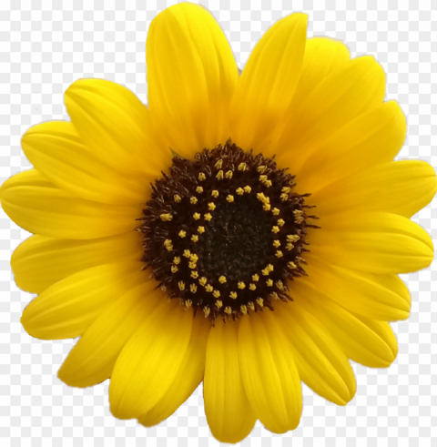 flower flores girasol girasoles - yellow flower aesthetic Transparent Background Isolated PNG Figure