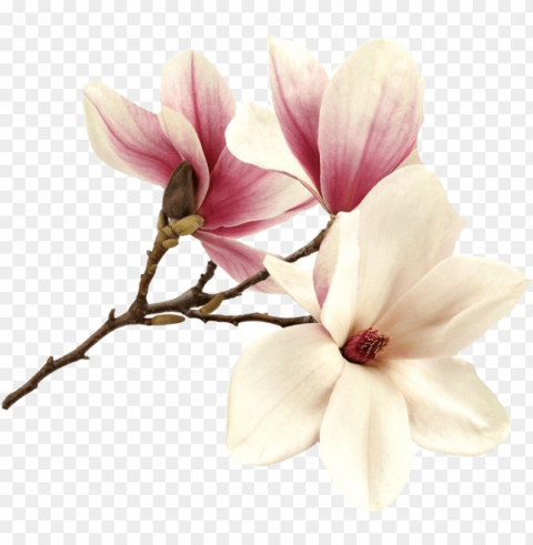 flower magnolia magnolie magnolias tree pink summer - tableau - romantic pink - bimago - bimago Isolated Graphic on HighResolution Transparent PNG