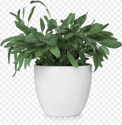 flower pot - flower on pot PNG Image with Transparent Isolated Graphic Element