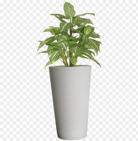 flower pots stock - plant in pot Transparent PNG art PNG transparent with Clear Background ID 7018d116
