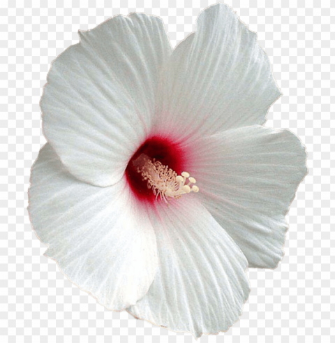 flower shoeblackplant mallows clip - hibiscus Isolated Artwork in Transparent PNG