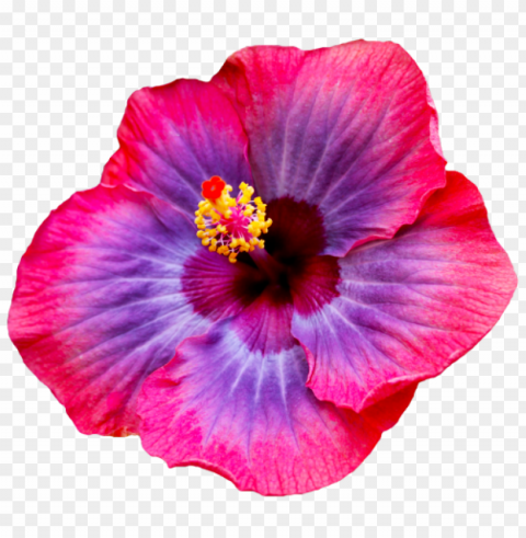 flower tumblr Transparent PNG pictures complete compilation