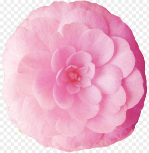 flower transparent tumblr Alpha PNGs PNG transparent with Clear Background ID 445f563e