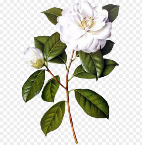 #flower #white #spring # #overlay #free #kpopedit - camellia flower drawing botanical High-resolution transparent PNG images