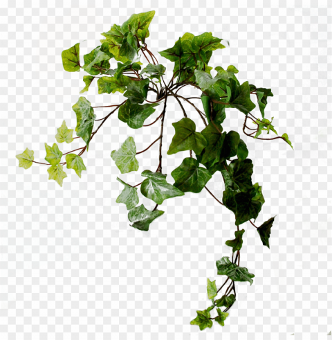 flowerdutchess ivy light frosted green 45 cm - swamp maple Transparent PNG images free download