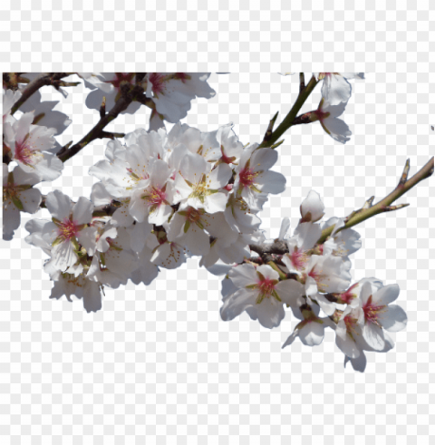 Flowers Almond Tree Flowering - Spring Flowers Isolated Graphic On HighResolution Transparent PNG