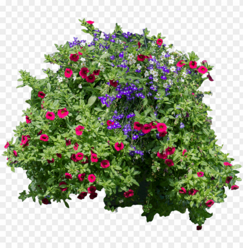 flowers and bushes -hanging flowers - flower in vine Images in PNG format with transparency