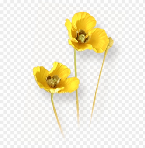 flowers - lily family Transparent PNG stock photos