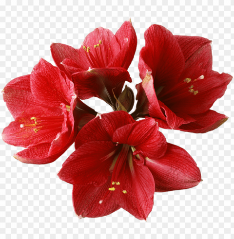 flowers - red orchid flower Transparent Background Isolated PNG Character