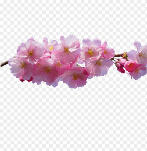 Flowers Transparent Background High-resolution PNG