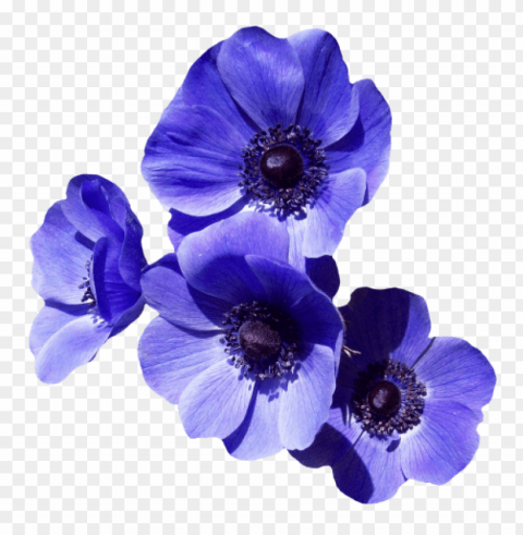 flowers High-resolution PNG images with transparent background